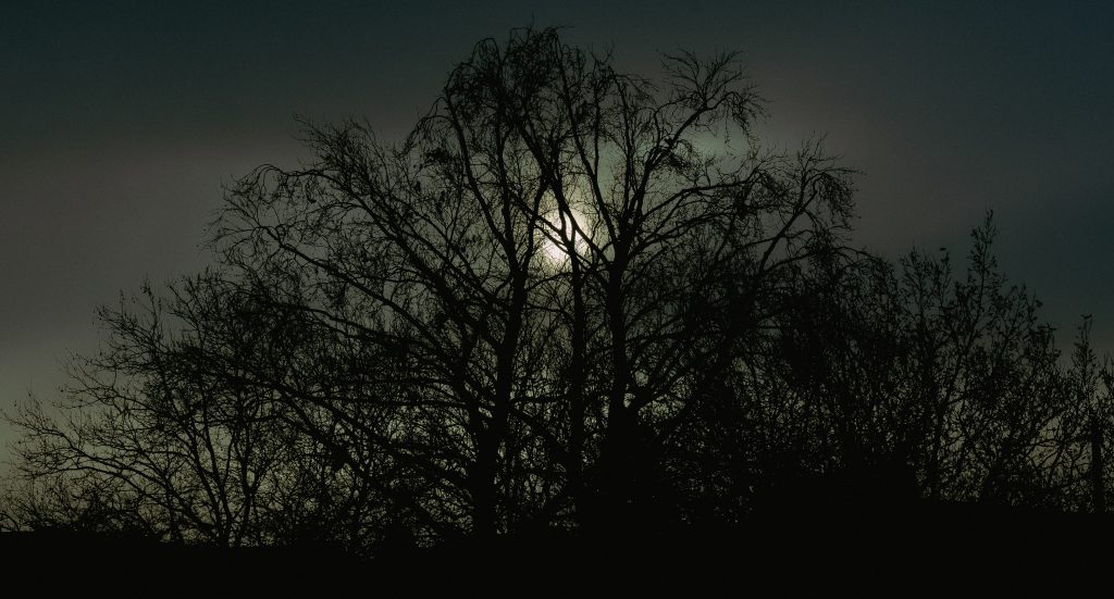 nr 23 Poul Jensen-Træ i måne silhuet