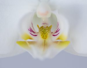 nr 25 Karen Astrup