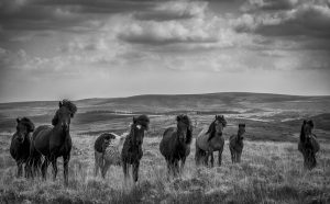 Nr 1-Fine Holten-Dartmoor ponies