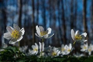 nr 1 Nils Hastrup - Anemoner i skoven