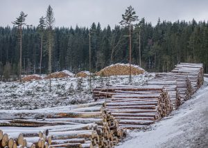 nr 21 Fine Holten -Tallskog i Smaaland