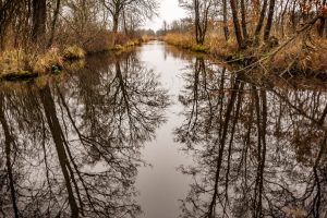 nr 24 Evelyn P Fiig -skovens lange grene