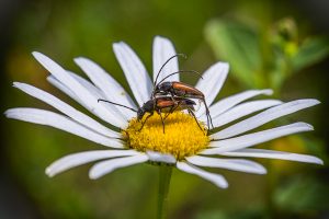 nr 3 Fine Holten -Et par Blomsterbukke