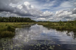 nr 6 Fine Holten - Bjoernakullakaerret