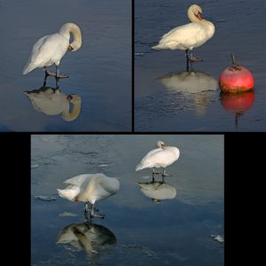 nr 11 Ole E Høy-Spejlinger