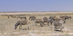 nr 17 Elsebeth Olsen - Etosha National Park