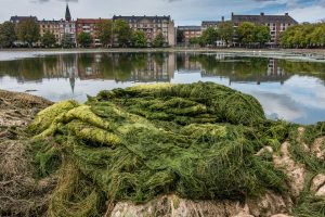 nr 2-Fine Holten-Den Grønne Sortedams Sø