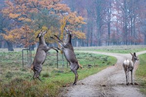 nr 5- Fine Holten-Hindernes kamp