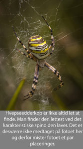 nr 20-Fine Holten-Hvepseedderkop