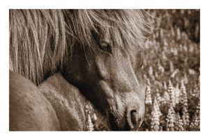 nr 3 Brian Jørgensen-Horse_framed_in_white